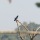Karnala Bird Sanctuary - A trip of many firsts!