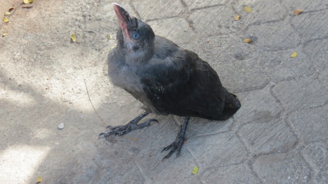 Baby Crow with it's Baby blues