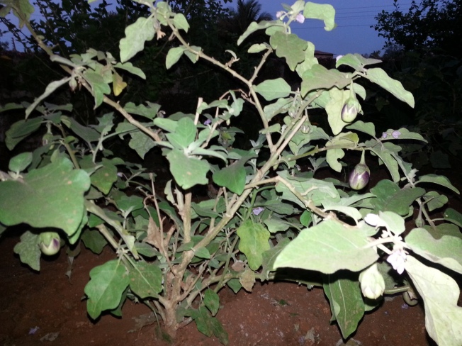 Brinjal Plant in the  Garden