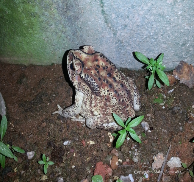 Common Indian Toad (Bufo melanostictus)