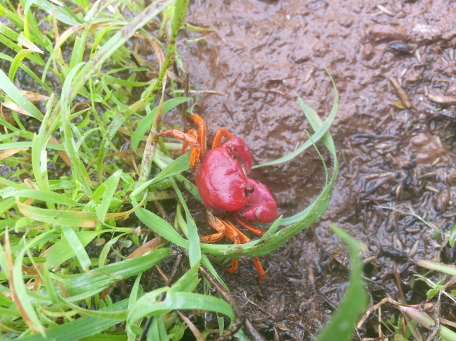 Red and Orange colored Crab