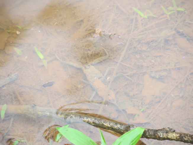 Water Scorpion, Amboli