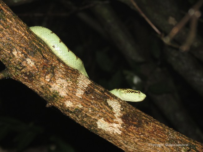 Malabar Pit Viper (Trimeresurus Malabaricus), Amboli