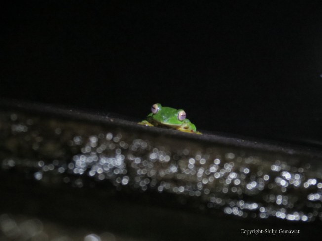 Malabar Gliding Frog (Rhacophorus Malabaricus), Amboli