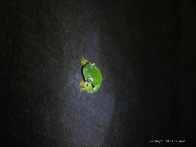 Malabar Gliding Frog (Rhacophorus Malabaricus) , Amboli