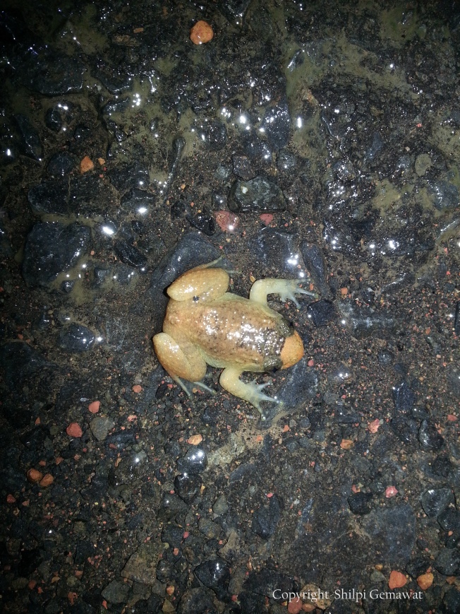 Humayun’s Wrinkled Frog (Nyctibatrachus humayuni), Amboli - Sub-Adult