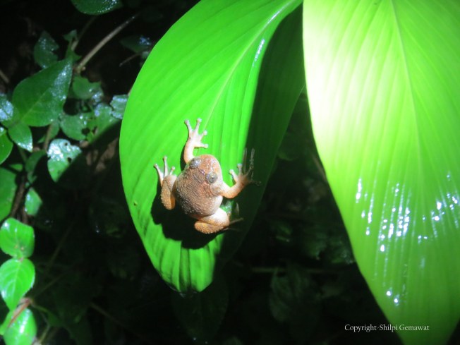 Humayun’s Wrinkled Frog (Nyctibatrachus humayuni), Amboli