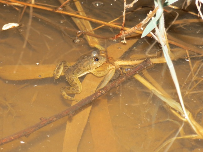 Skittering Frog, Mumbai